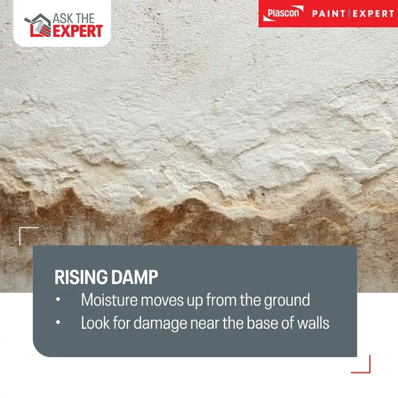 Rising Damp
