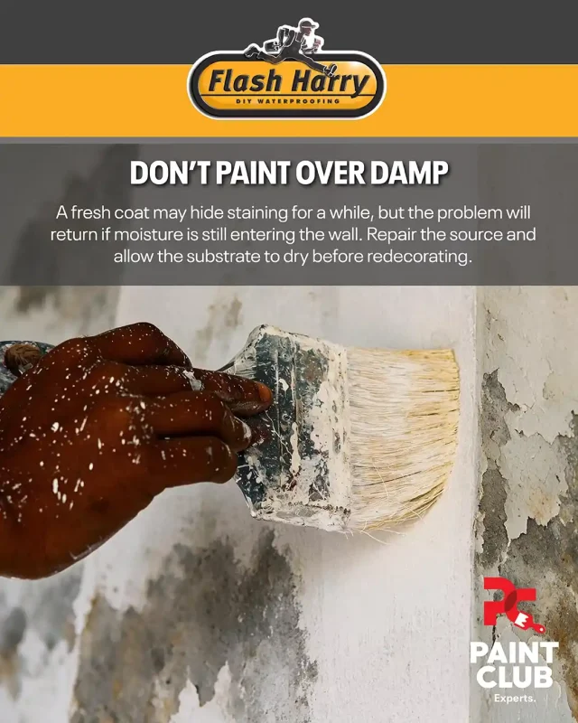 Don't Paint Over Damp